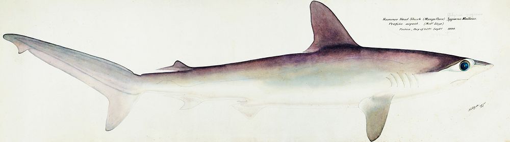 Antique fish Hammerhead Shark drawn by Fe. Clarke (1849-1899). Original from Museum of New Zealand. Digitally enhanced by…