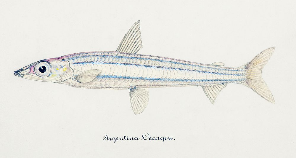 Antique drawing watercolor fish Argentina Elongata marine life. Original from Museum of New Zealand. Digitally enhanced by…