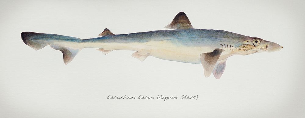 Antique fish galeorhinus galeus requiem shark illustration drawing