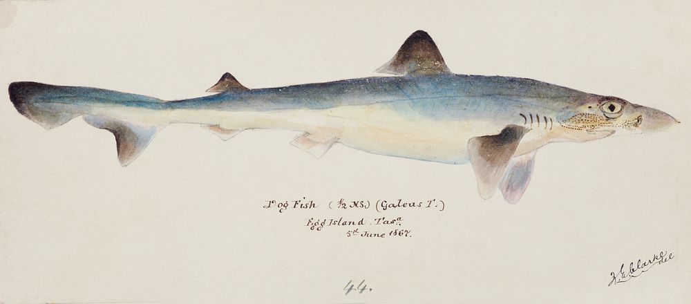 Antique fish galeorhinus galeus requiem shark drawn by Fe. Clarke (1849-1899). Original from Museum of New Zealand.…
