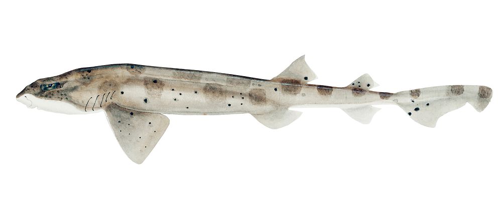 Antique drawing watercolor fish Carpet Shark marine life