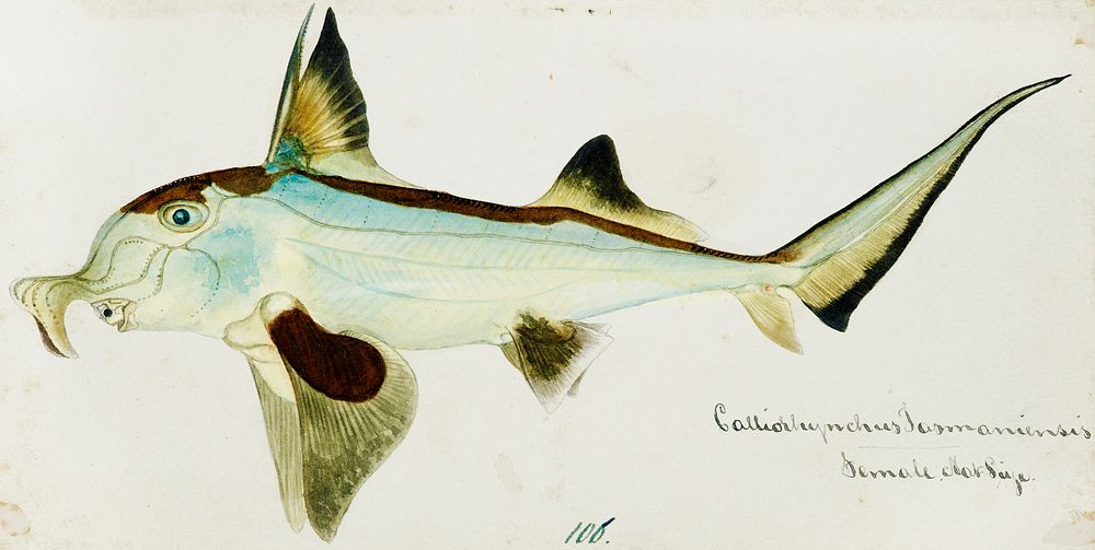Antique Elephant fish drawn by Fe. Clarke (1849-1899). Original from Museum of New Zealand. Digitally enhanced by rawpixel.