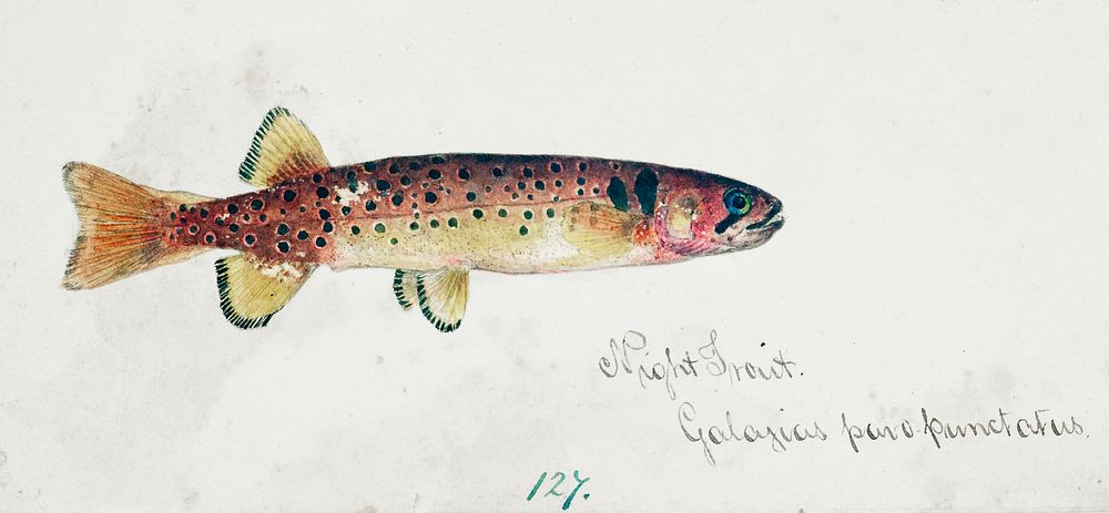 Antique fish Galaxias Maculatus drawn by Fe. Clarke (1849-1899). Original from Museum of New Zealand. Digitally enhanced by…