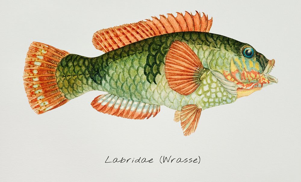 Antique drawing watercolor common Labridae fish marine life