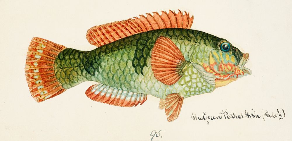Antique fish Labrida drawn by Fe. Clarke (1849-1899). Original from Museum of New Zealand. Digitally enhanced by rawpixel.