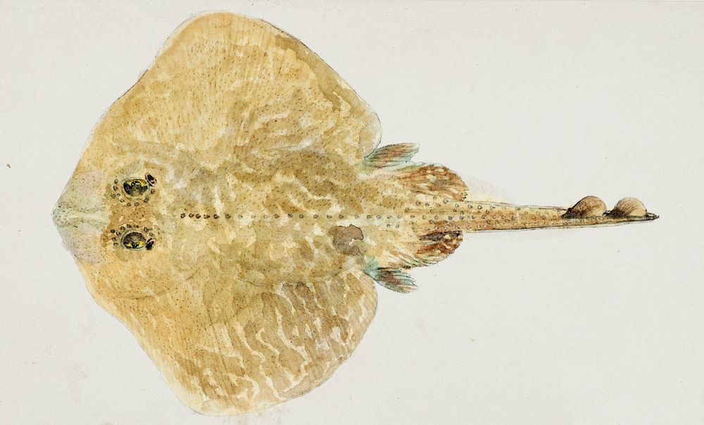 Antique fish Rajidae drawn by Fe. Clarke (1849-1899). Original from Museum of New Zealand. Digitally enhanced by rawpixel.
