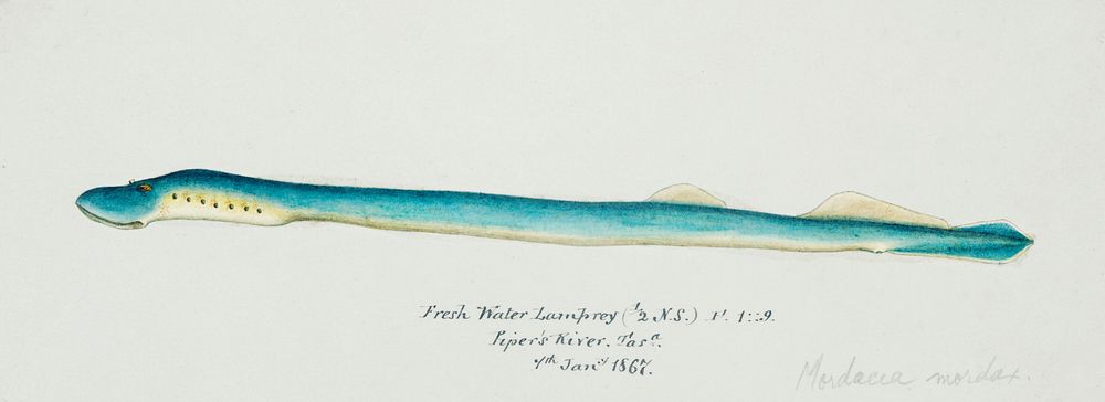 Antique fish geotria australis fresh water lamprey drawn by Fe. Clarke (1849-1899). Original from Museum of New Zealand.…