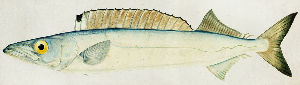Antique fish Rexea furcifera Waite drawn by Fe. Clarke (1849-1899). Original from Museum of New Zealand. Digitally enhanced…