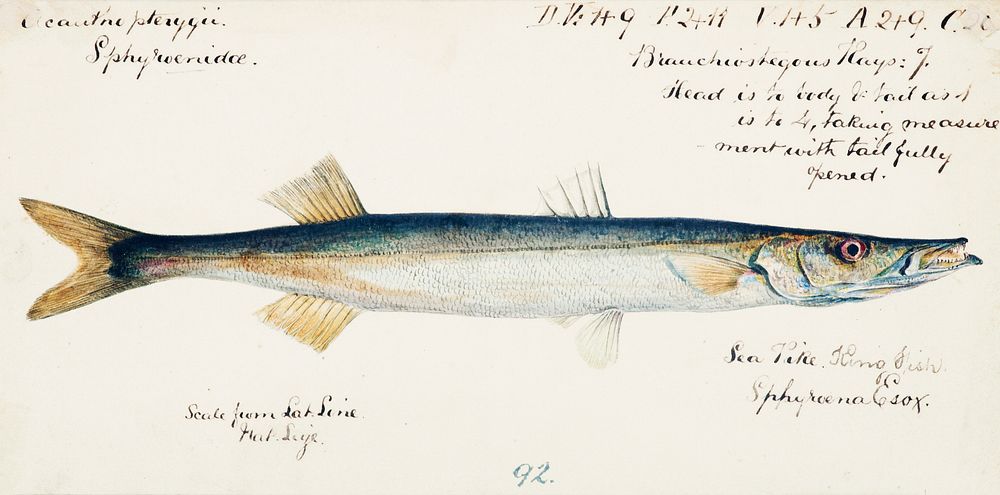 Antique fish Sphyraena novaehollandiae drawn by Fe. Clarke (1849-1899). Original from Museum of New Zealand. Digitally…