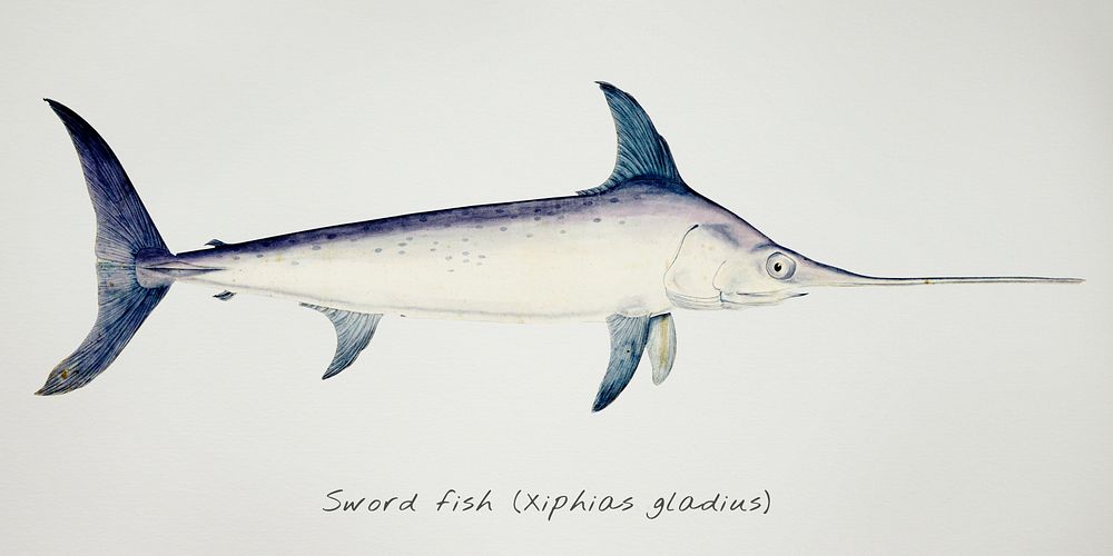 Antique drawing watercolor Sword fish marine life