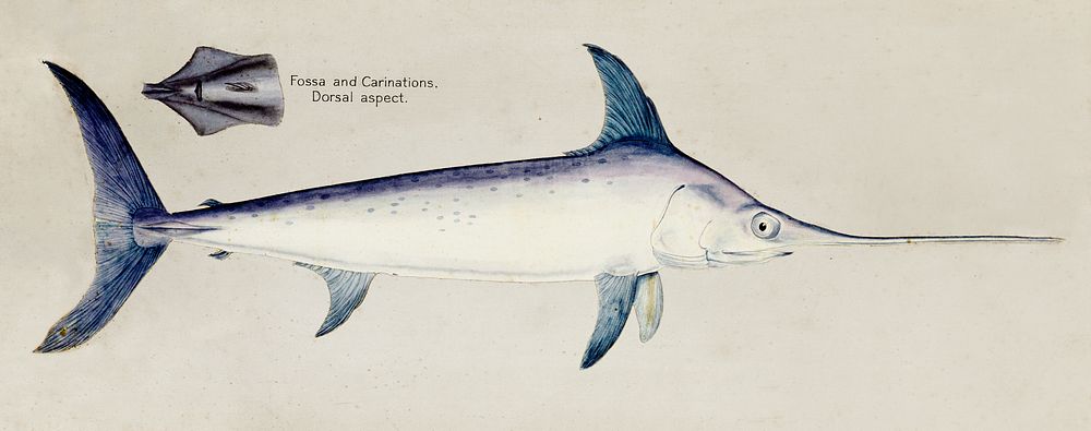 Antique Sword fish drawn by Fe. Clarke (1849-1899). Original from Museum of New Zealand. Digitally enhanced by rawpixel.