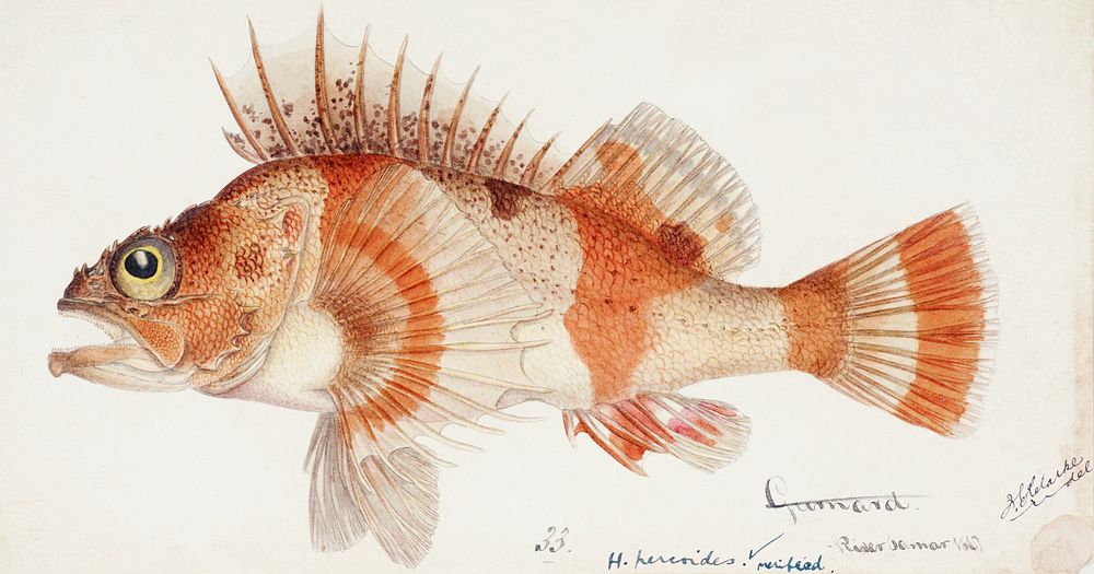 Antique fish helicolenus percoides perch drawn by Fe. Clarke (1849-1899). Original from Museum of New Zealand. Digitally…
