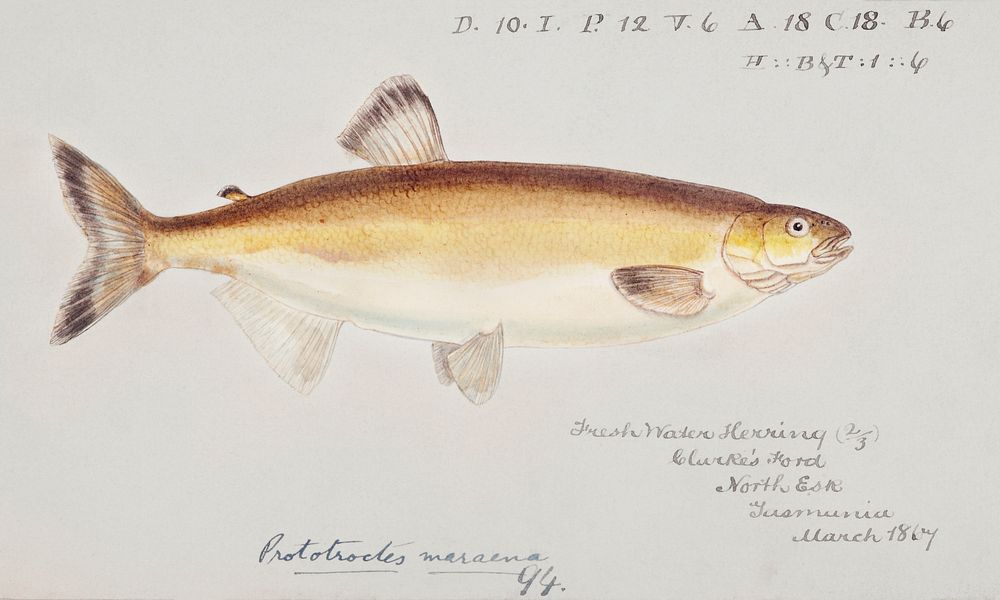 Antique fish prototroctes maraena australian grayling drawn by Fe. Clarke (1849-1899). Original from Museum of New Zealand.…