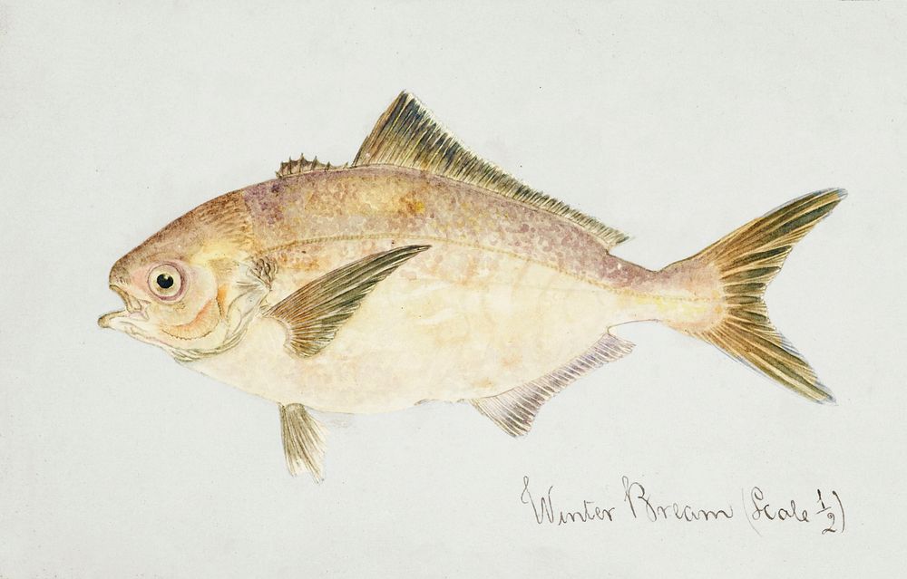 Antique fish seriolella punctata silver warehou drawn by Fe. Clarke (1849-1899). Original from Museum of New Zealand.…
