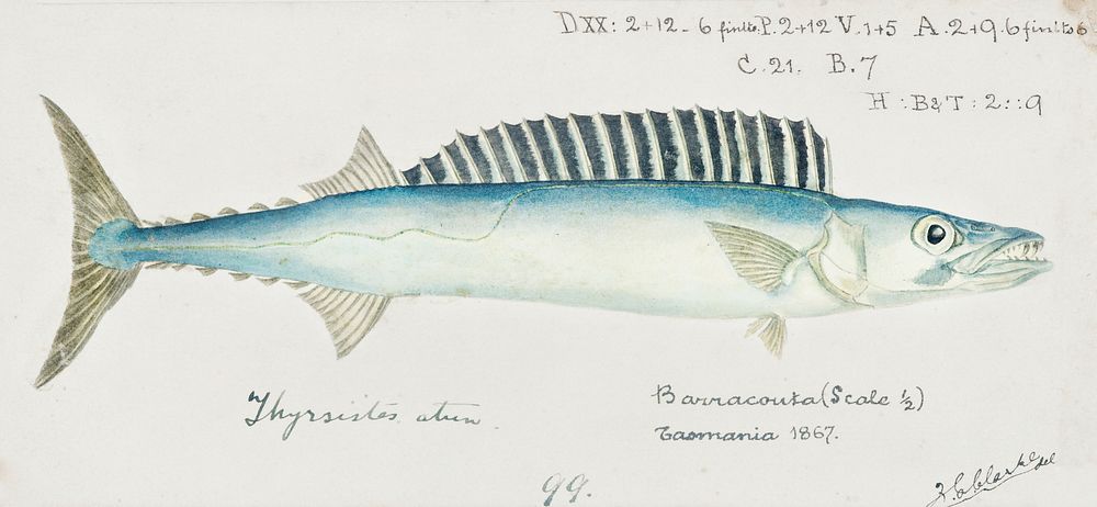 Antique fish thyrsites atun barracouta drawn by Fe. Clarke (1849-1899). Original from Museum of New Zealand. Digitally…