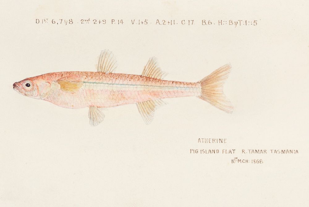 Antique fish athennidae drawn by Fe. Clarke (1849-1899). Original from Museum of New Zealand. Digitally enhanced by rawpixel.