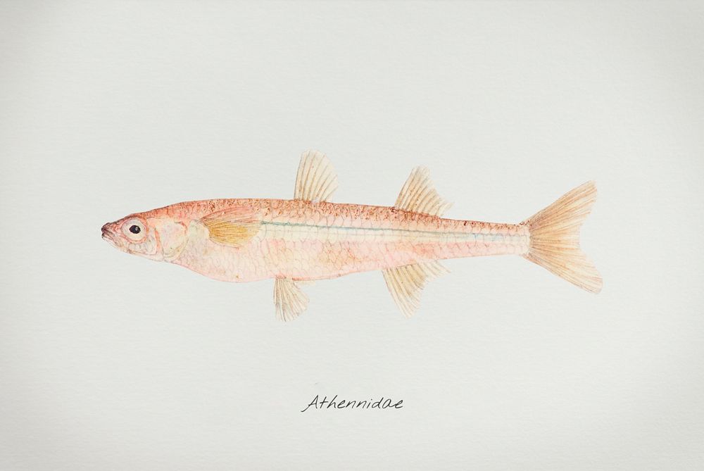 Antique fish athennidae illustration drawing
