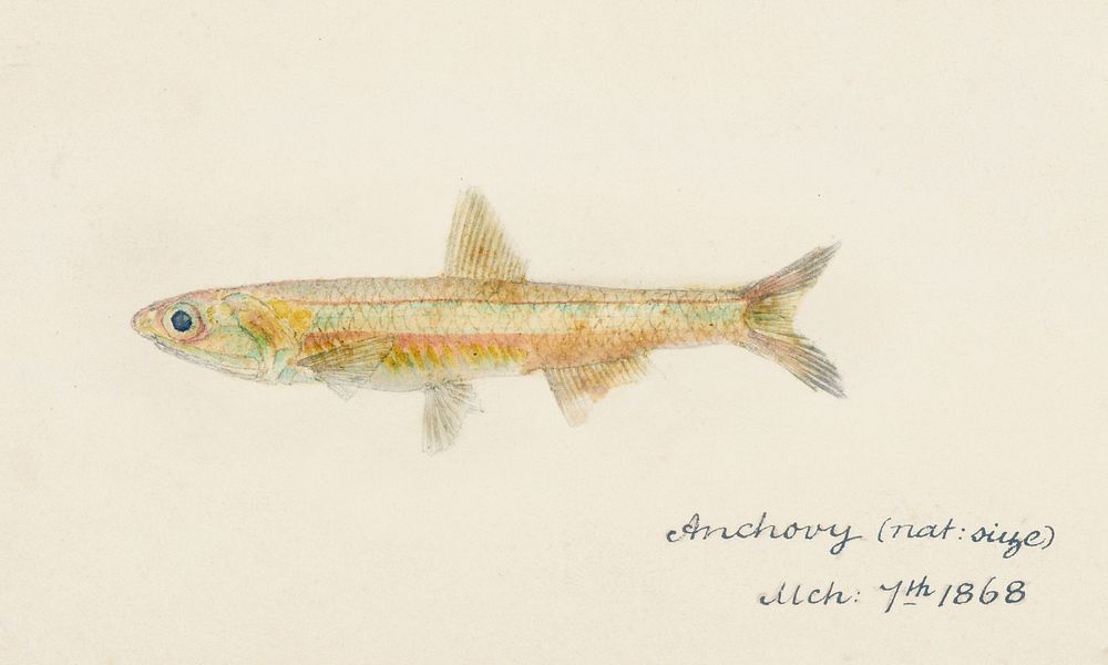 Antique fish engraulis australis anchovy drawn by Fe. Clarke (1849-1899). Original from Museum of New Zealand. Digitally…