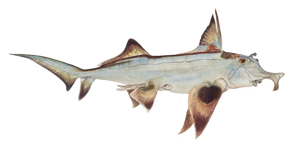Antique fish callorhynchus milii elephant fish illustration drawing