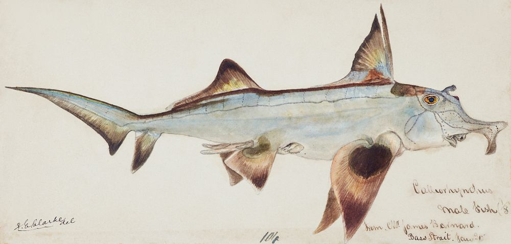 Antique fish callorhynchus milii elephant fish drawn by Fe. Clarke (1849-1899). Original from Museum of New Zealand.…