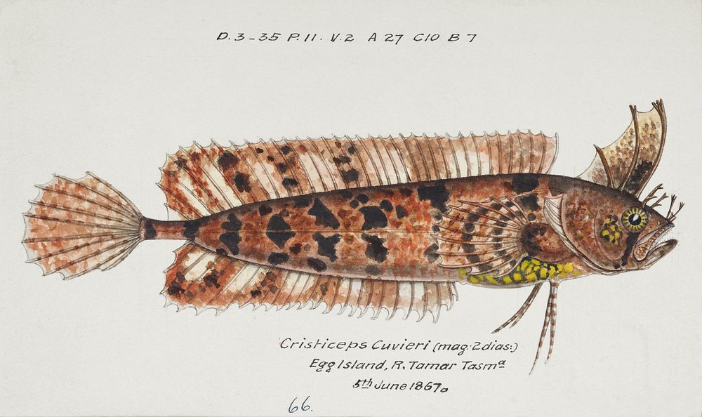 Antique fish possibly cristiceps australis weedfish drawn by Fe. Clarke (1849-1899). Original from Museum of New Zealand.…