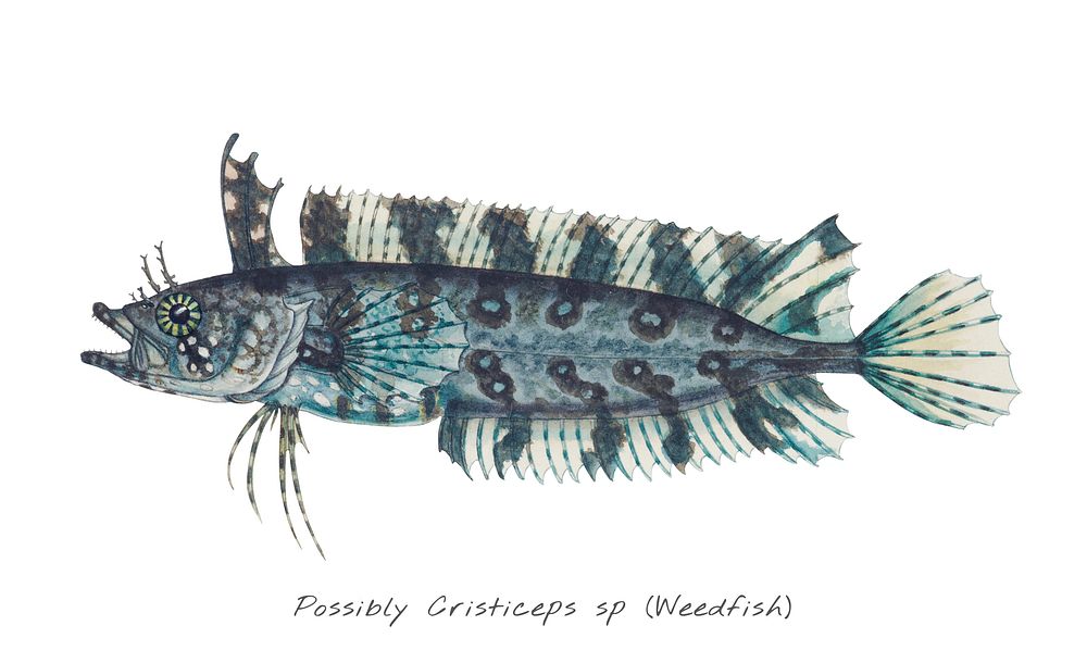 Antique fish possibly cristiceps sp weedfish illustration drawing