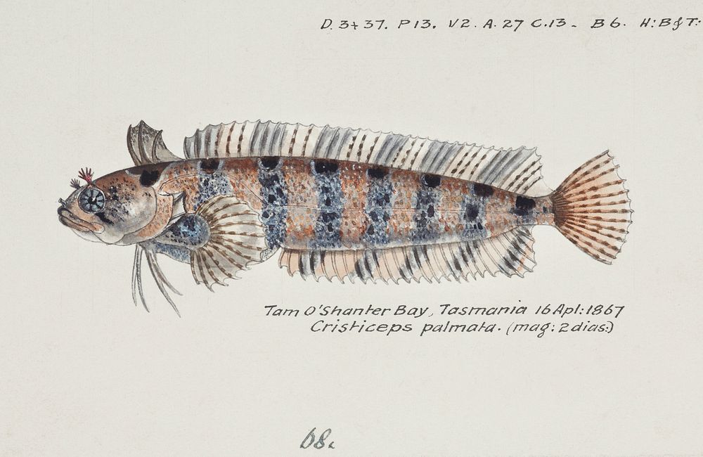 Antique fish possibly heteroclinus sp weedfish drawn by Fe. Clarke (1849-1899). Original from Museum of New Zealand.…