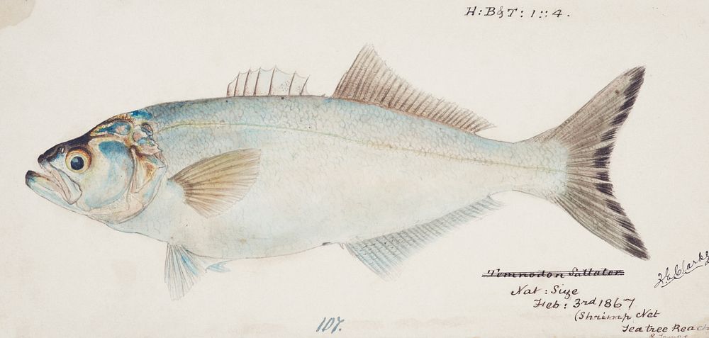 Antique fish possibly pomatomus saltatrix tailor drawn by Fe. Clarke (1849-1899). Original from Museum of New Zealand.…