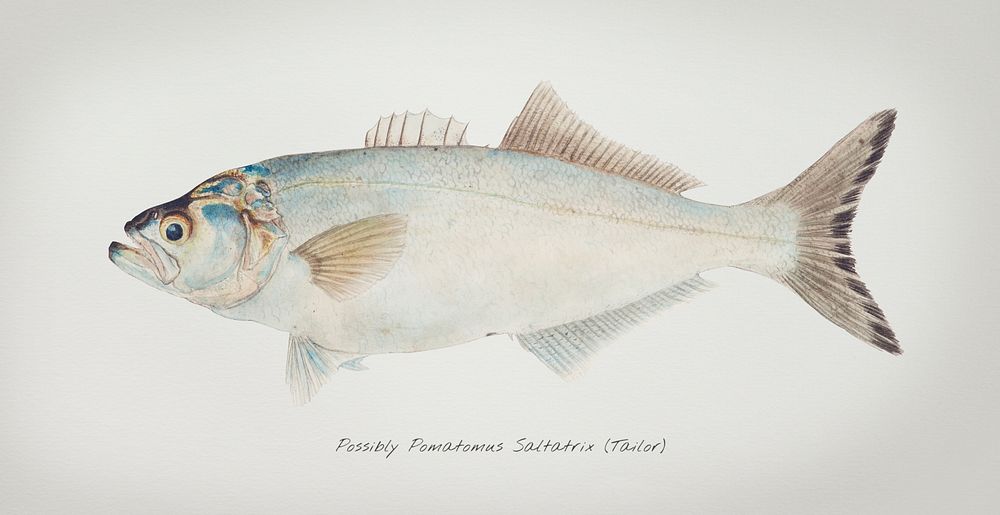 Antique fish possibly pomatomus saltatrix tailor illustration drawing