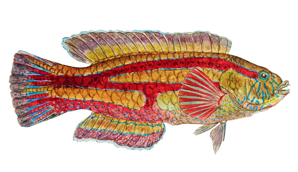 Antique fish pictilabrus laticlavius wrasse illustration drawing