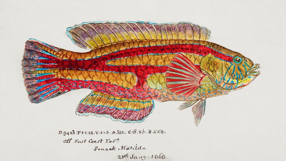 Antique fish pictilabrus laticlavius wrasse drawn by Fe. Clarke (1849-1899). Original from Museum of New Zealand. Digitally…