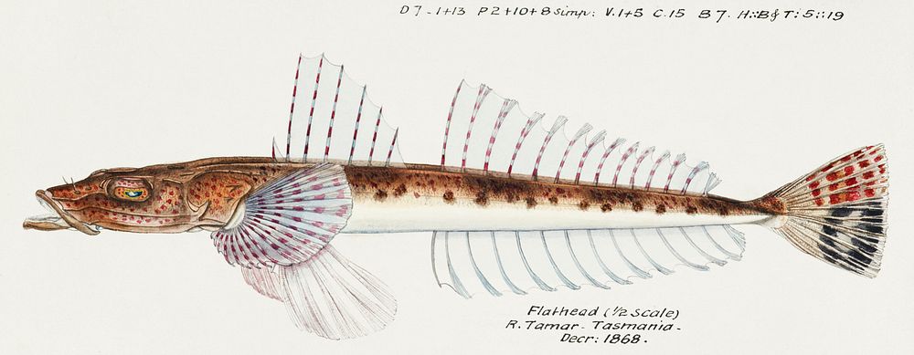 Antique fish platycephalus sp flathead drawn by Fe. Clarke (1849-1899). Original from Museum of New Zealand. Digitally…