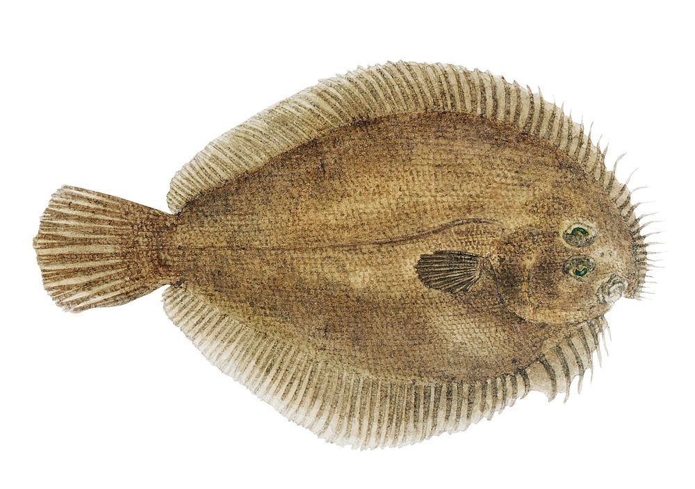 Antique fish possibly ammotretis sp | Premium PSD Illustration - rawpixel