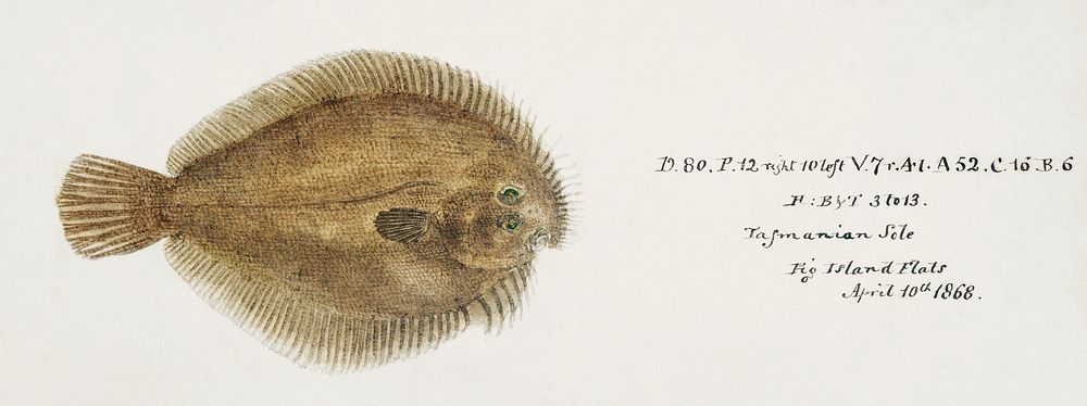 Antique fish possibly ammotretis sp flounder drawn by Fe. Clarke (1849-1899). Original from Museum of New Zealand. Digitally…