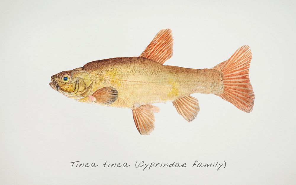 Antique fish tinca tinca cyprindae family illustration drawing