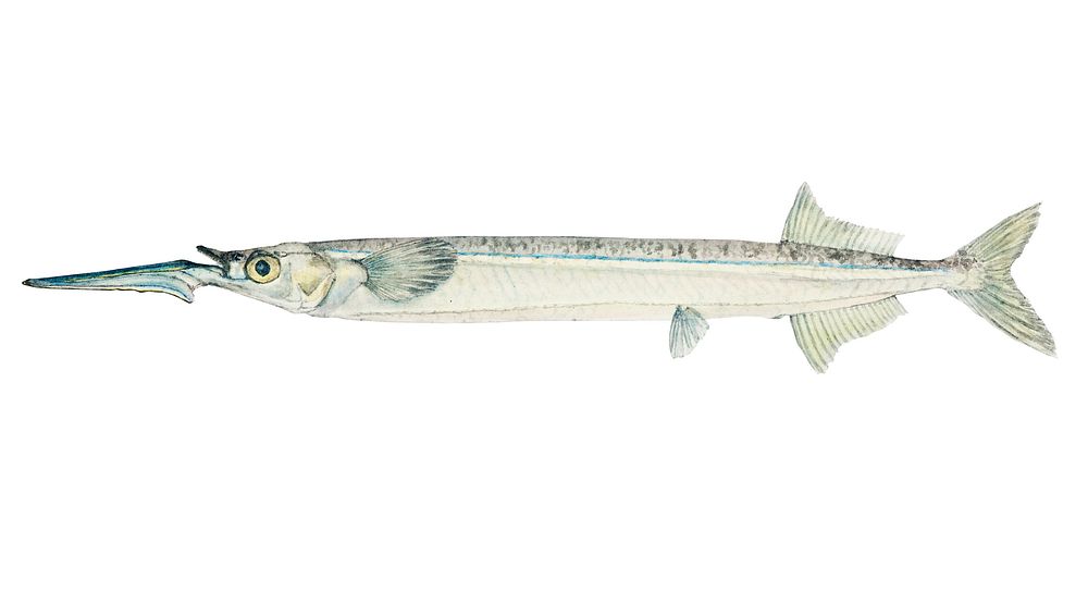 Antique fish hyporhamphus melanochir southern sea garfish illustration drawing