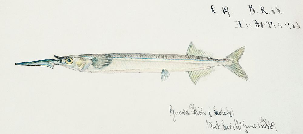 Antique fish hyporhamphus melanochir southern sea garfish drawn by Fe. Clarke (1849-1899). Original from Museum of New…