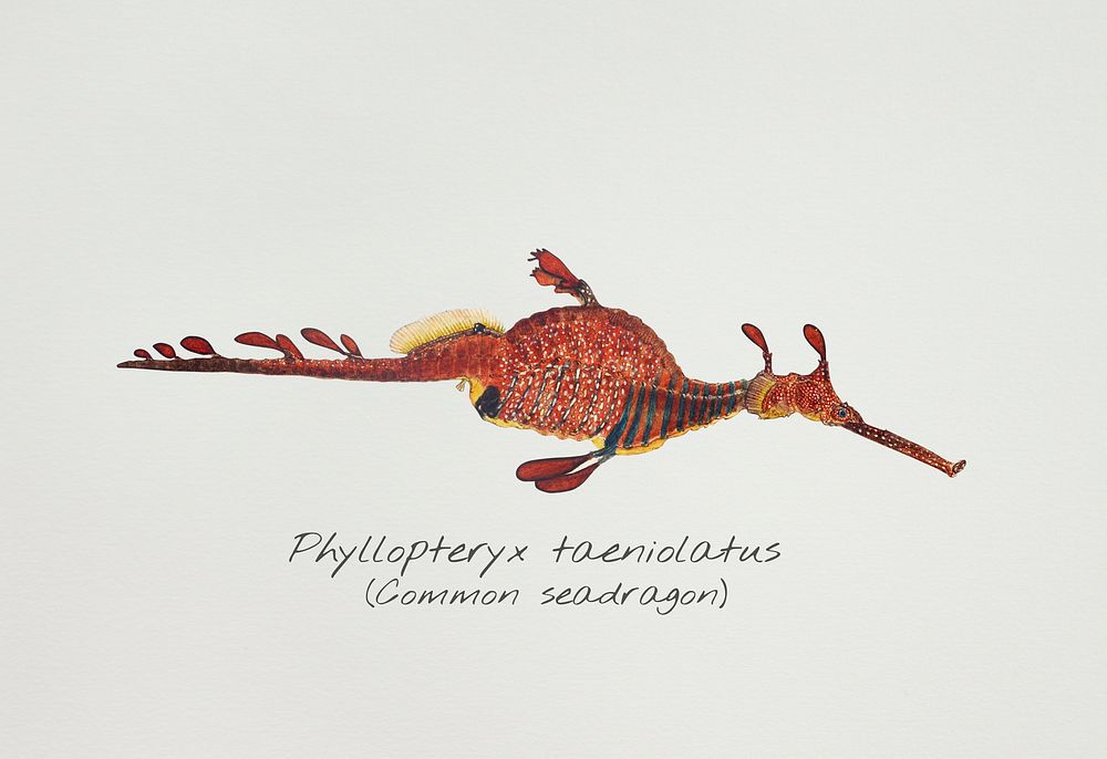Antique fish phyllopteryx taeniolatus illustration drawing