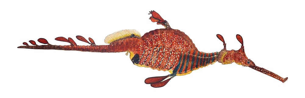 Antique fish phyllopteryx taeniolatus illustration drawing