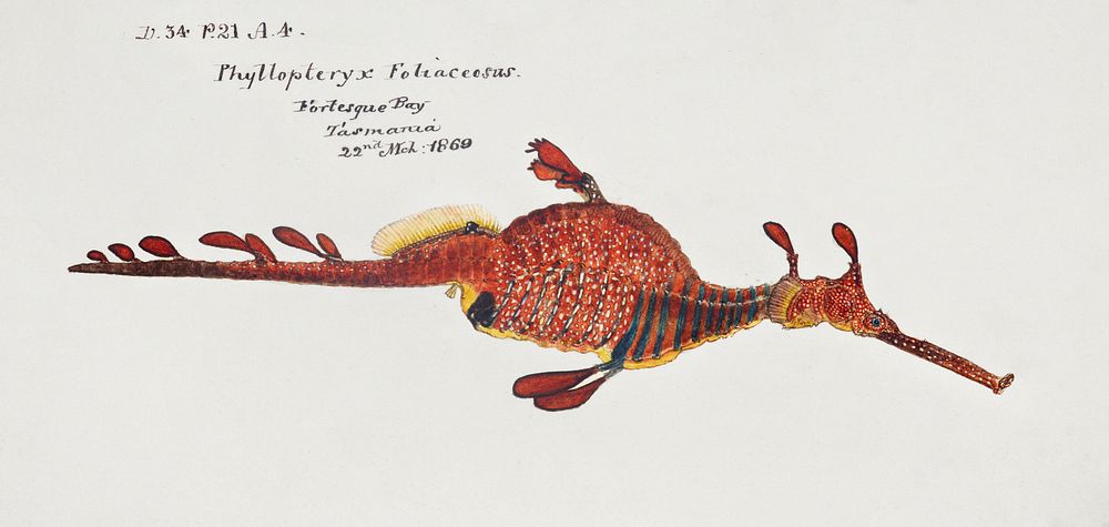 Antique fish phyllopteryx taeniolatus drawn by Fe. Clarke (1849-1899). Original from Museum of New Zealand. Digitally…
