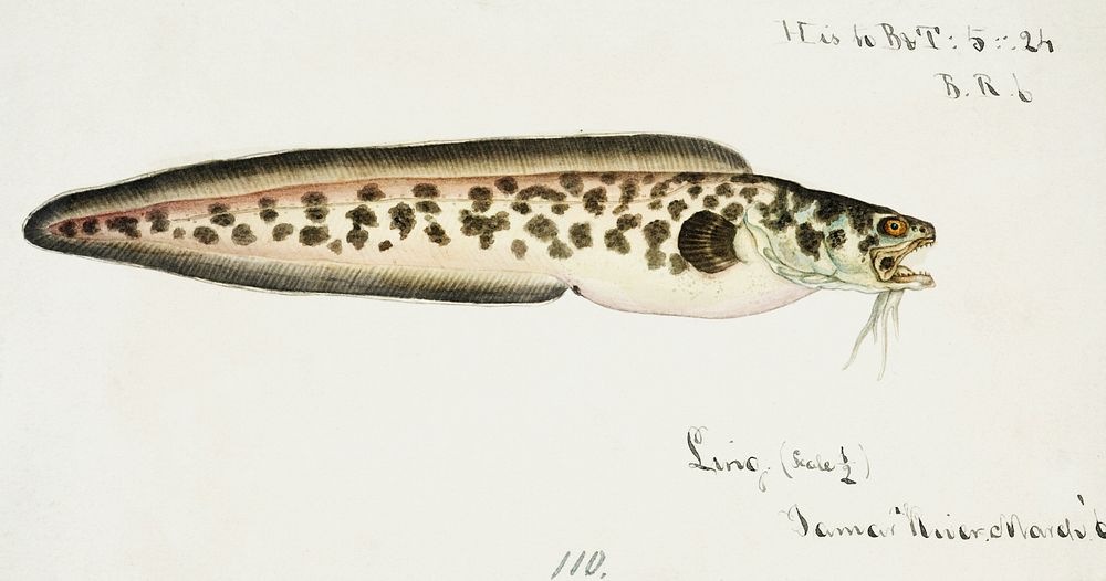 Antique fish genypterus sp ling drawn by Fe. Clarke (1849-1899). Original from Museum of New Zealand. Digitally enhanced by…