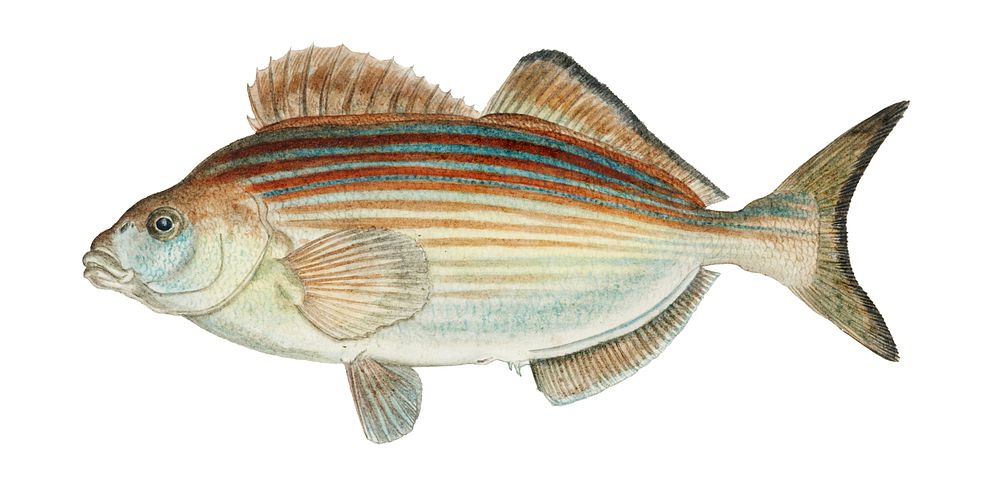 Antique fish latridopsis forsteri copper moki illustration drawing