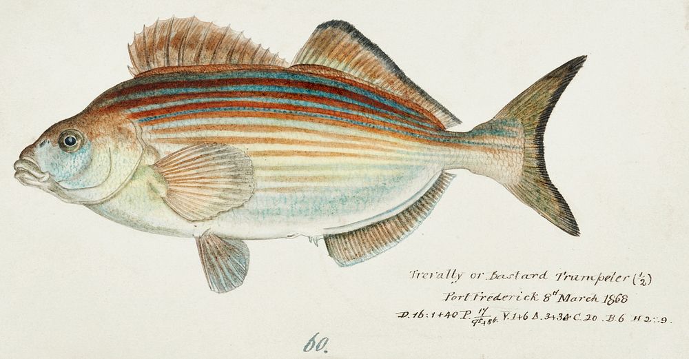 Antique fish latridopsis forsteri copper moki drawn by Fe. Clarke (1849-1899). Original from Museum of New Zealand.…
