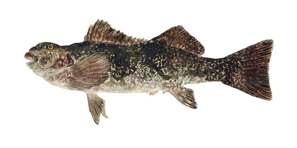 Antique fish aplodactylus arctidens marblefish keke illustration drawing