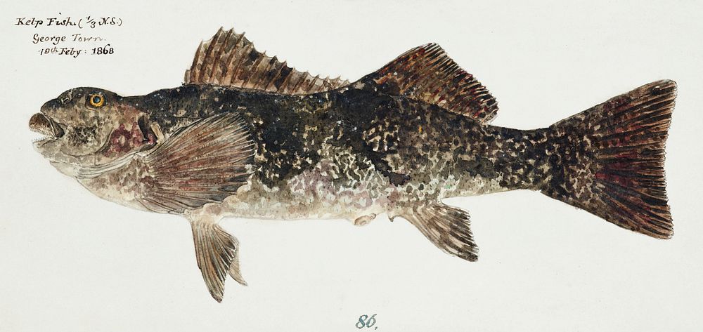 Antique fish aplodactylus arctidens marblefish keke drawn by Fe. Clarke (1849-1899). Original from Museum of New Zealand.…