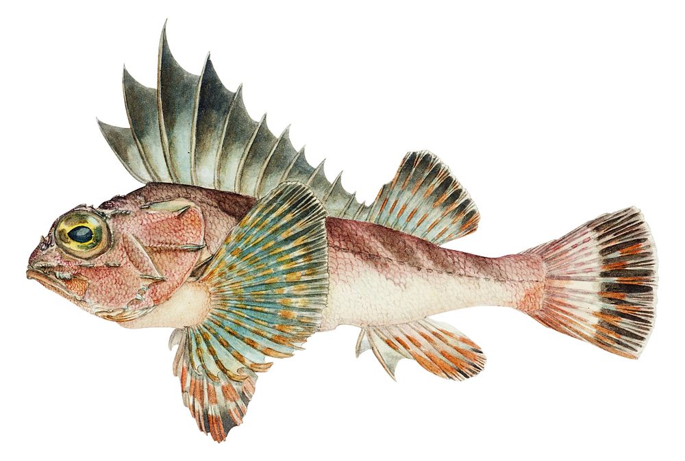 Antique fish neosebastes scorpaenoides ruddy gurnard perch illustration drawing