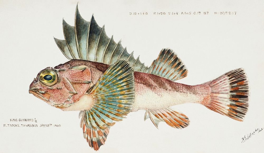 Antique fish neosebastes scorpaenoides ruddy gurnard perch drawn by Fe. Clarke (1849-1899). Original from Museum of New…