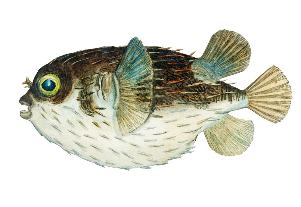 Antique fish diodon sp porcupine fish illustration drawing