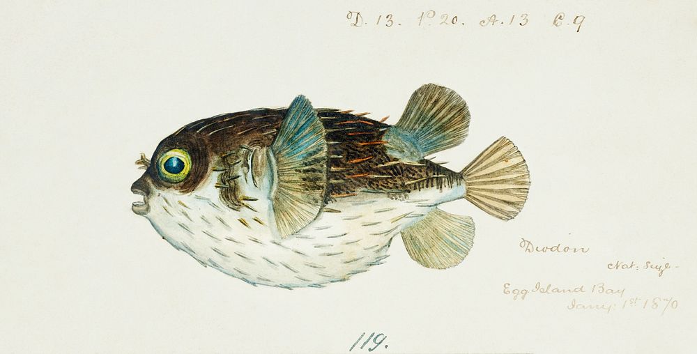 Antique fish diodon sp porcupine fish drawn by Fe. Clarke (1849-1899). Original from Museum of New Zealand. Digitally…