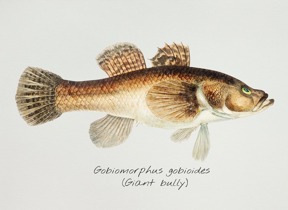 Antique fish gobiomorphus gobioides giant bully illustration drawing